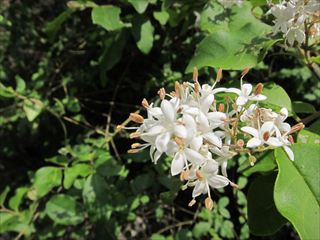 コミノネズミモチ